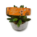FAFO Orange Floral Dog Collar (Medium, 1" wide)