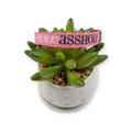 A$$hole on Pink Dog Collar (X-Small)
