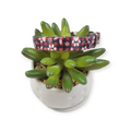 Christmas Plaid Kitty Collar (X-Small)