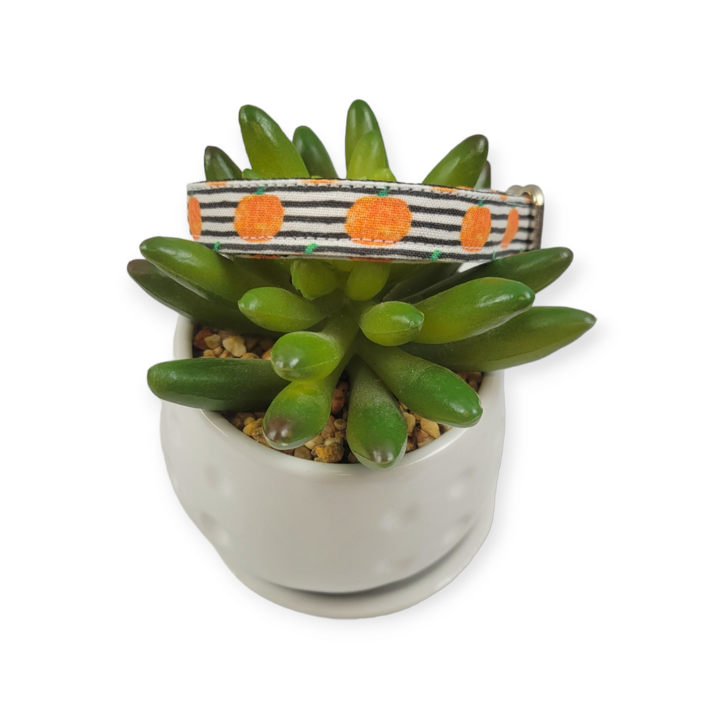 Pumpkins & Stripes Dog Collar (X-Small)