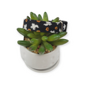 Ghosts & Pumpkins Dog collar (Small)