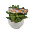 Pumpkins & Stripes Dog collar (Small)