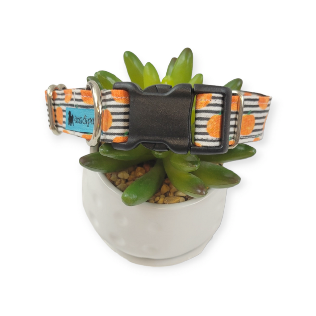 Pumpkins & Stripes Dog collar (Medium)