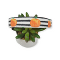 Pumpkins & Stripes Dog Collar (Large)
