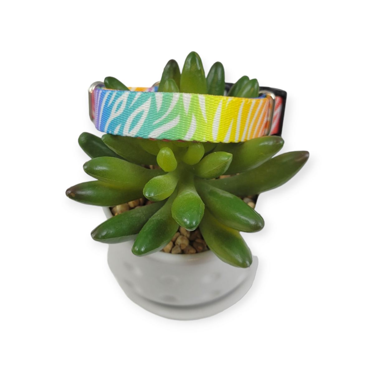 Rainbow Zebra Dog Collar (Small)