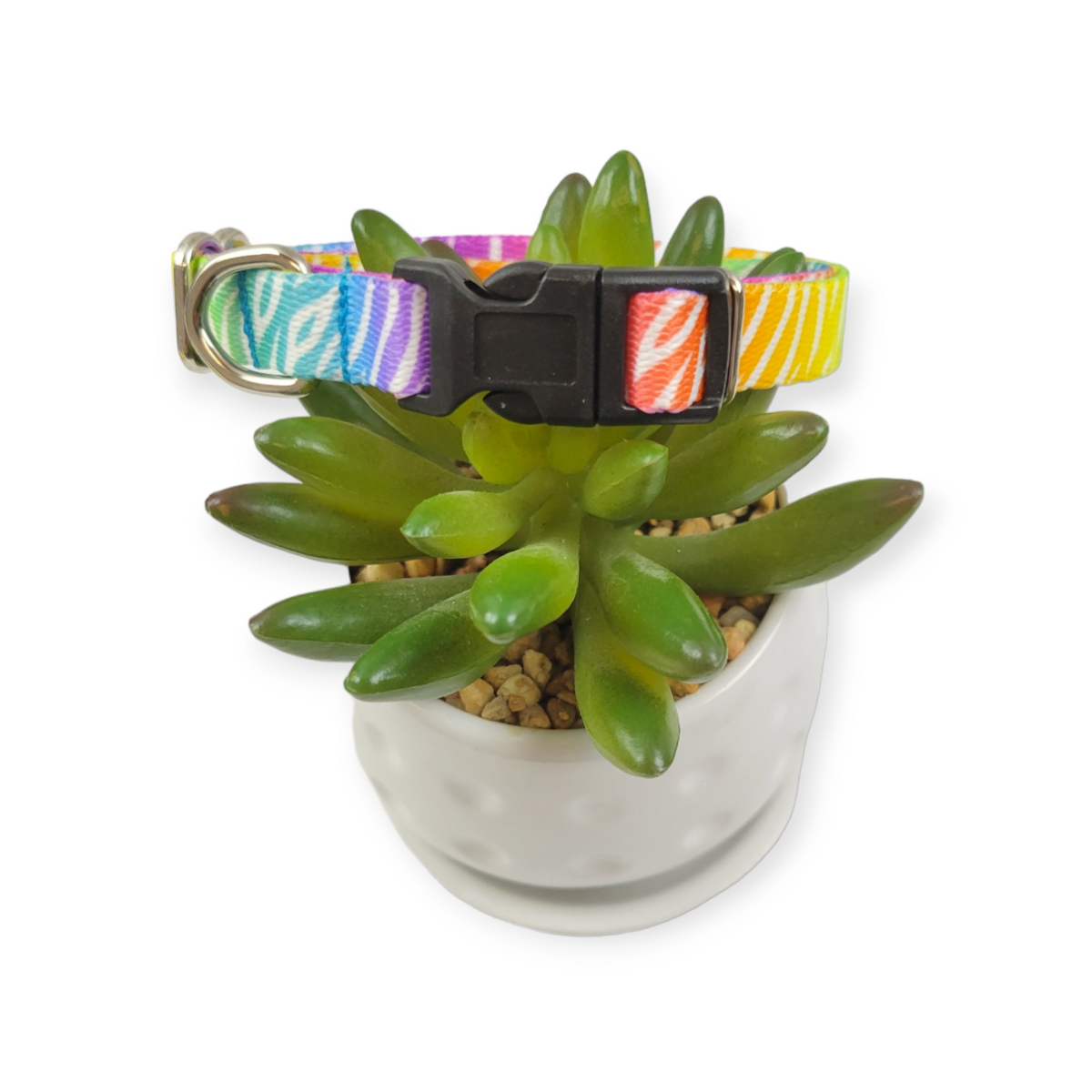 Rainbow Zebra Dog Collar (X-Small)