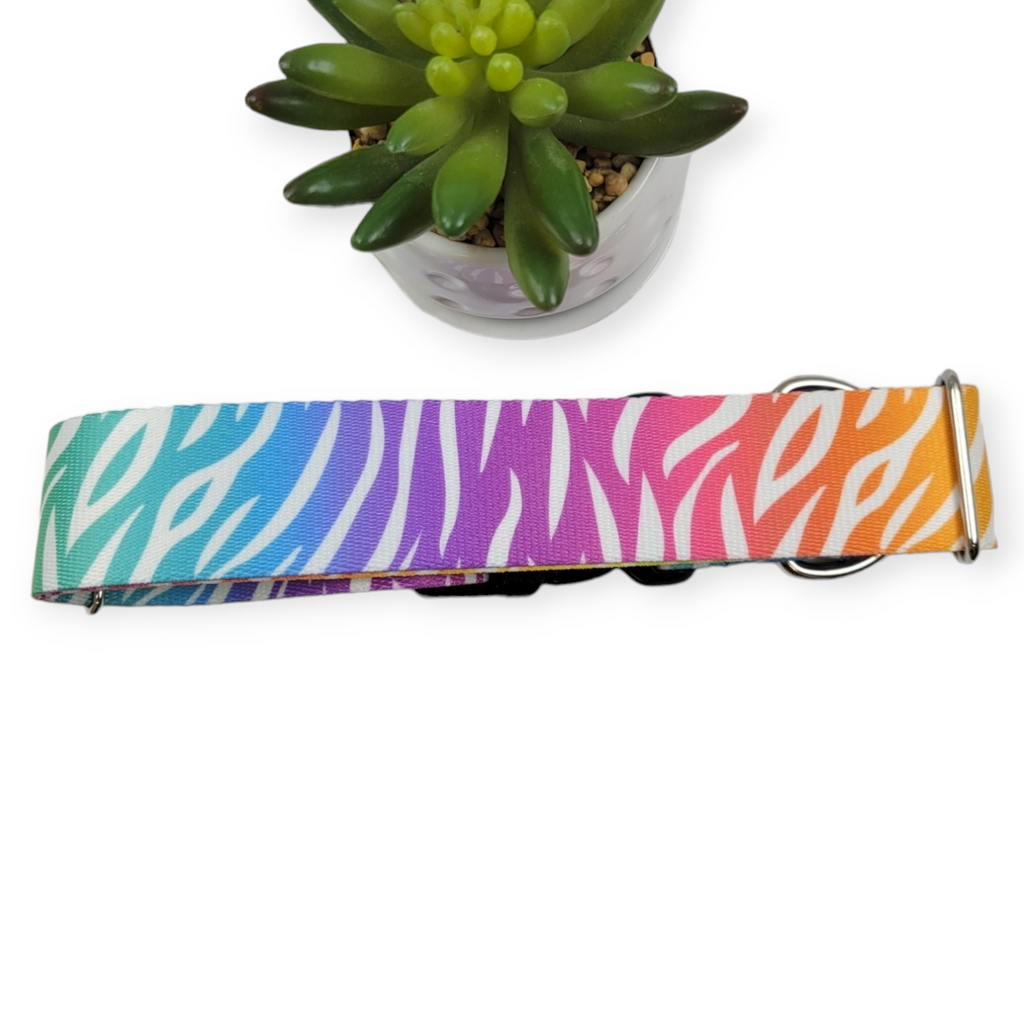Rainbow Zebra Dog Collar (X-Large, 1.5" wide)