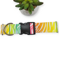 Rainbow Zebra Dog Collar (Large, 1.5" wide)