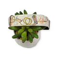 Rodeo Queen Dog Collar (Small)