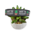 What the Fucculent? Dog collar (Large)