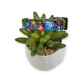 Potpourri Dog collar (Small)