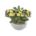 When Life Gives You Lemons Dog Collar (Large)