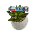 Texas Pride Dog collar (Small)