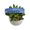 A$$hole on Navy Dog Collar (Medium)