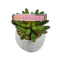 A$$hole on Sherbet dog collar (X-Small)