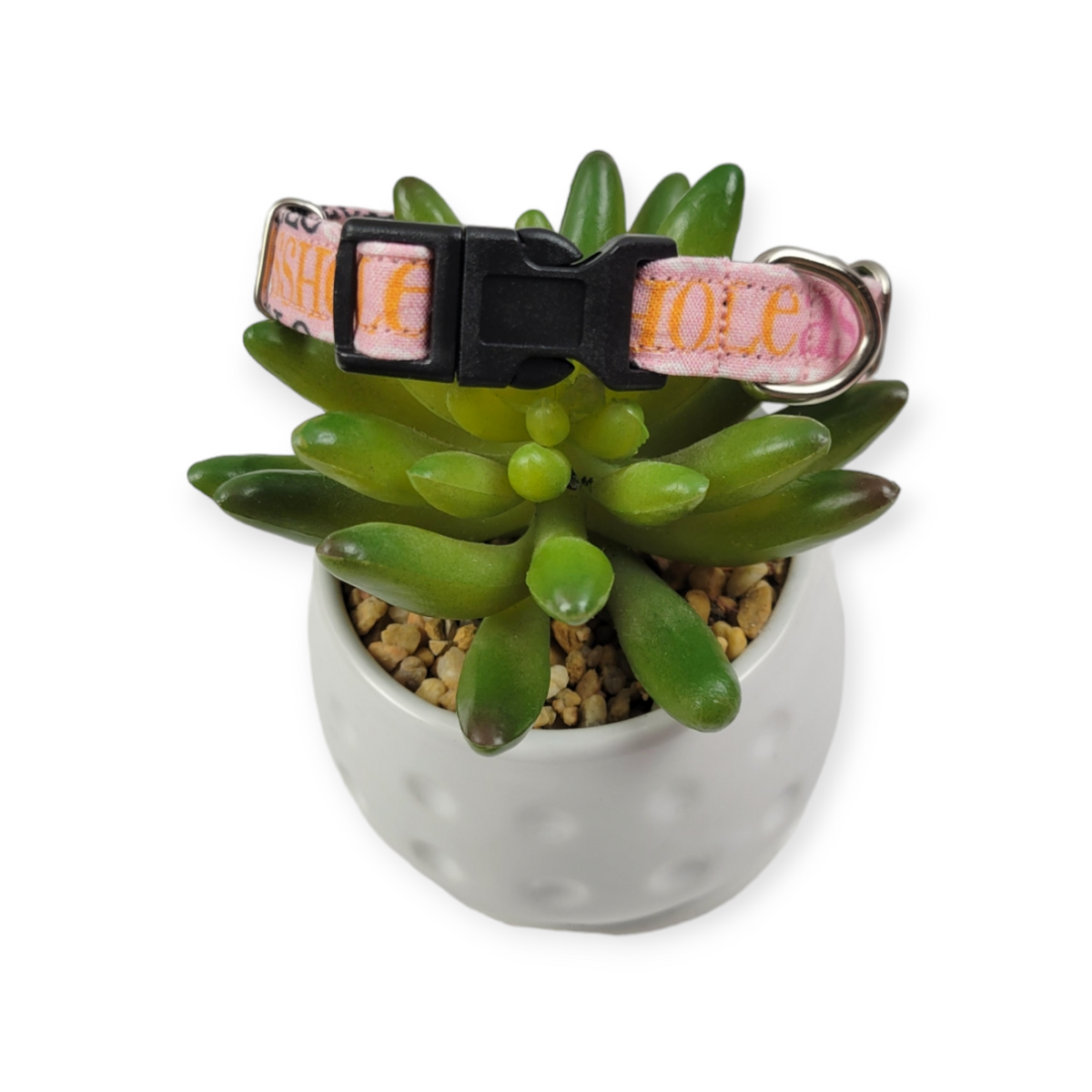 A$$hole on Sherbet dog collar (X-Small)