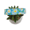 Packed Daisies on Teal Dog Collar (Large)