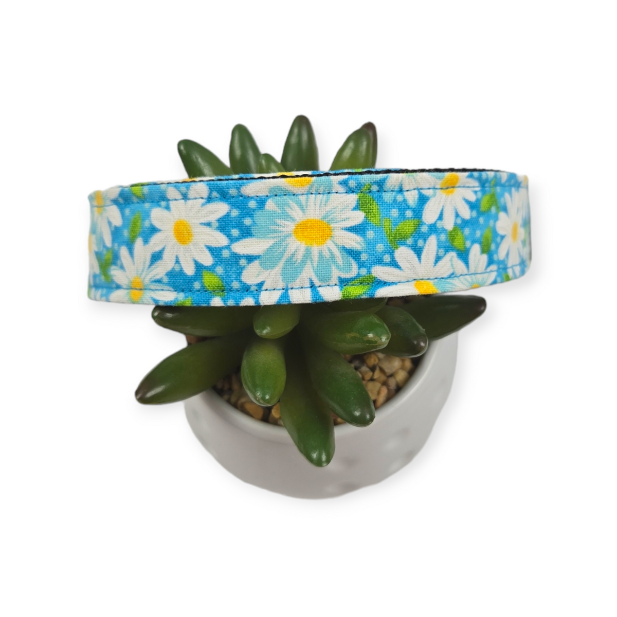 Packed Daisies on Teal Dog Collar (Large)