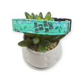 Too Old For This dog collar (Medium)