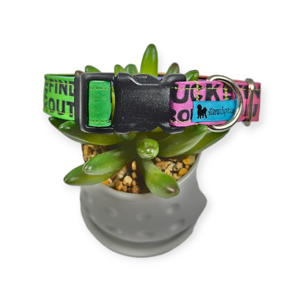FAFO on Rainbow Dog Collar (Medium)