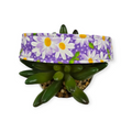 Packed Daisies on Purple Dog Collar (Large)