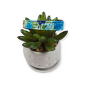 Fields of Blue Ivory Dog collar (X-Small)