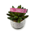Sassy AF Dog collar (X-Small)