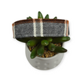 UT Plaid Dog Collar (Medium, 1" wide)