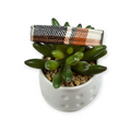 UT Plaid Dog collar (Small)