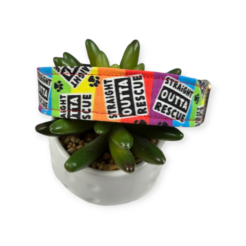 Straight Outta Rescue Rainbow Dog Collar (Medium, 1" wide)