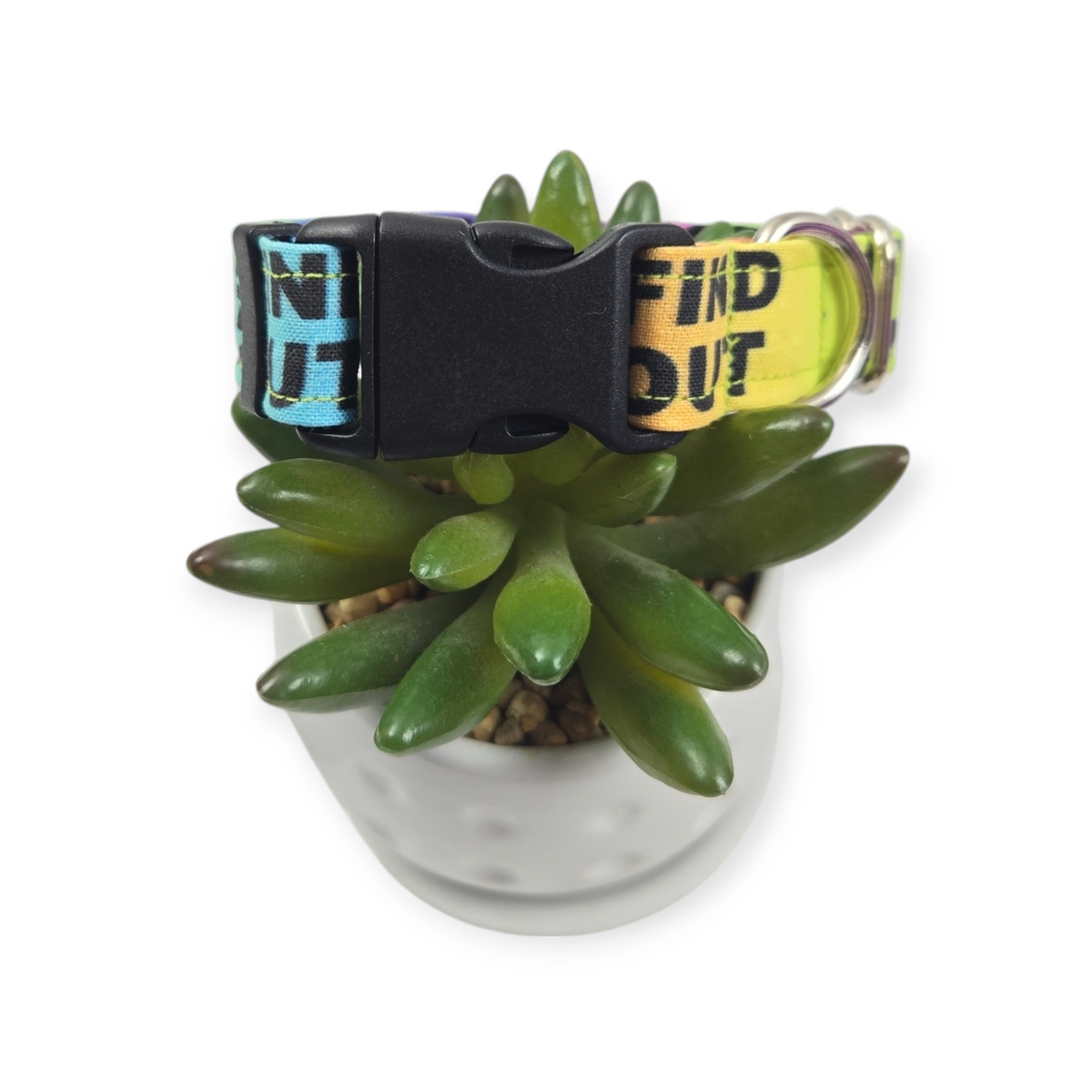 FAFO on Rainbow Dog Collar (Small, 3/4" wide)