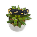 Sunflowers & Bees Dog collar (Small)