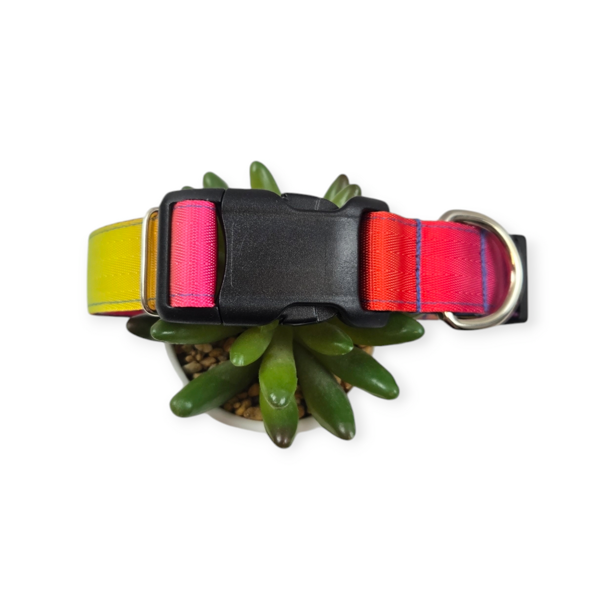 Rainbow Ombre Dog Collar (Large)