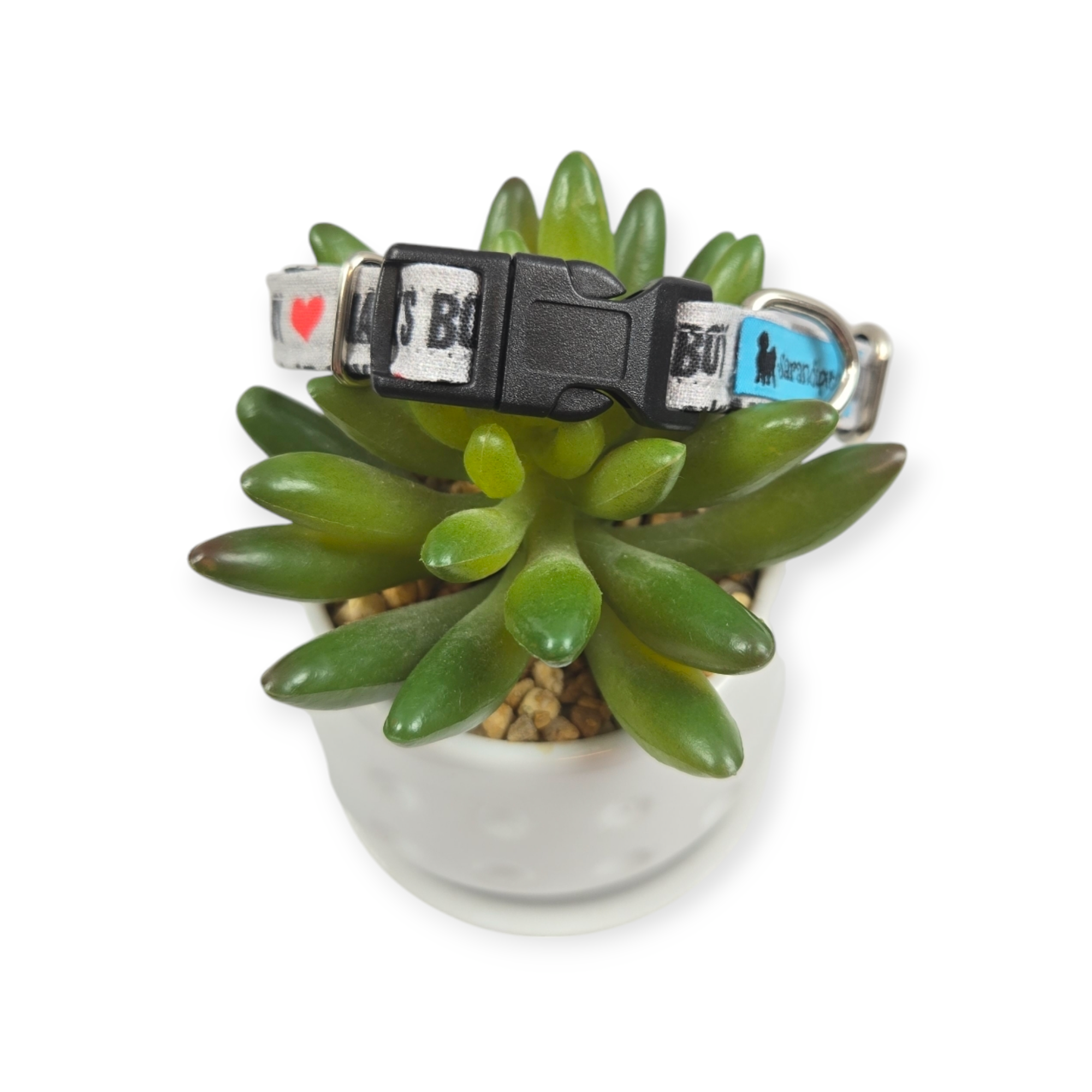 Mama's Boy Dog Collar (XX-Small)