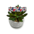 State of Texas Dog collar (Small)