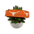 Longhorn Silhouettes Dog Collar (Large)