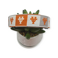 Texas Collegiate Check Dog Collar (Large)