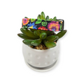 Folk Art Floral Dog collar (Small)
