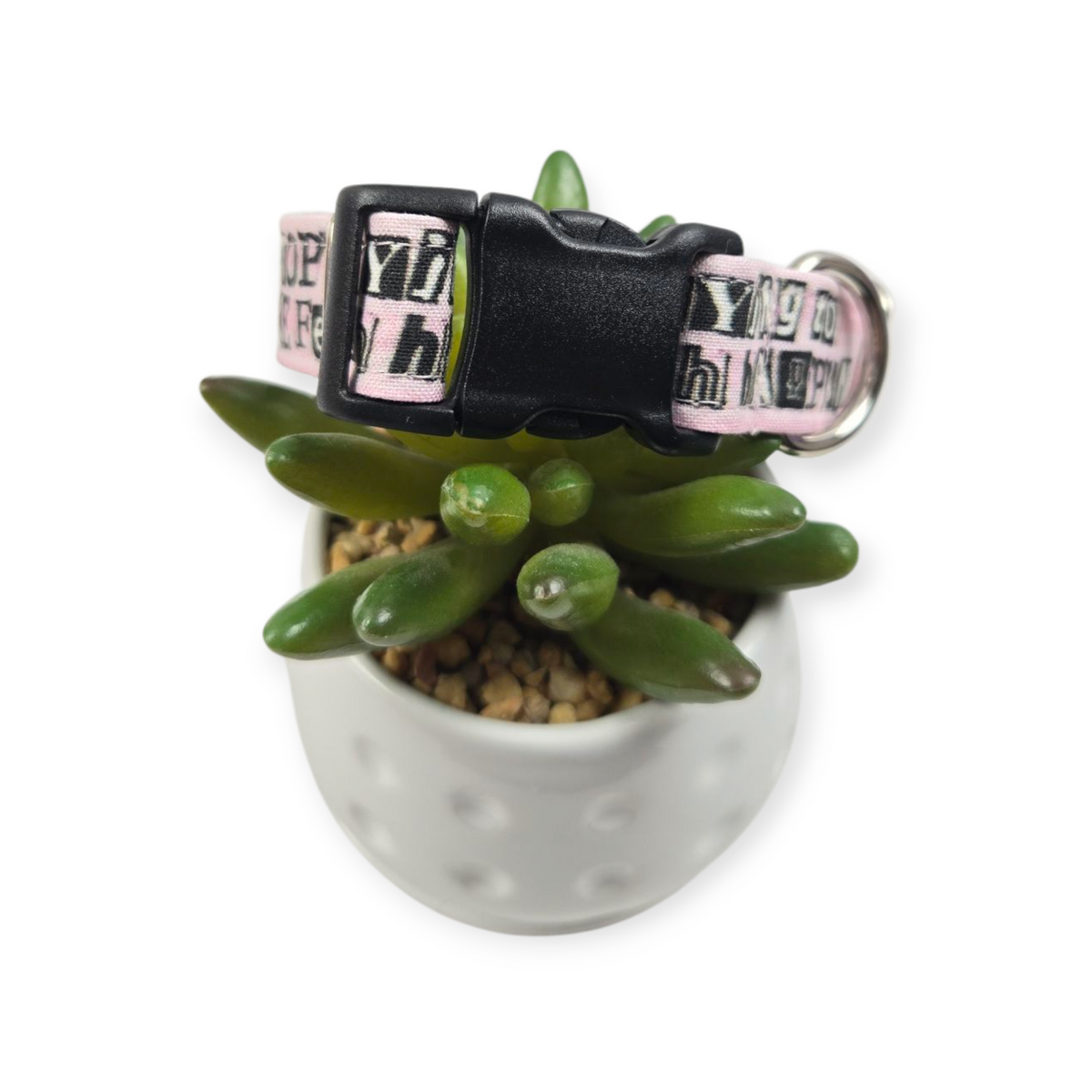 Stop Trying to Make Fetch Happen Dog collar (Small, 3/4" wide)