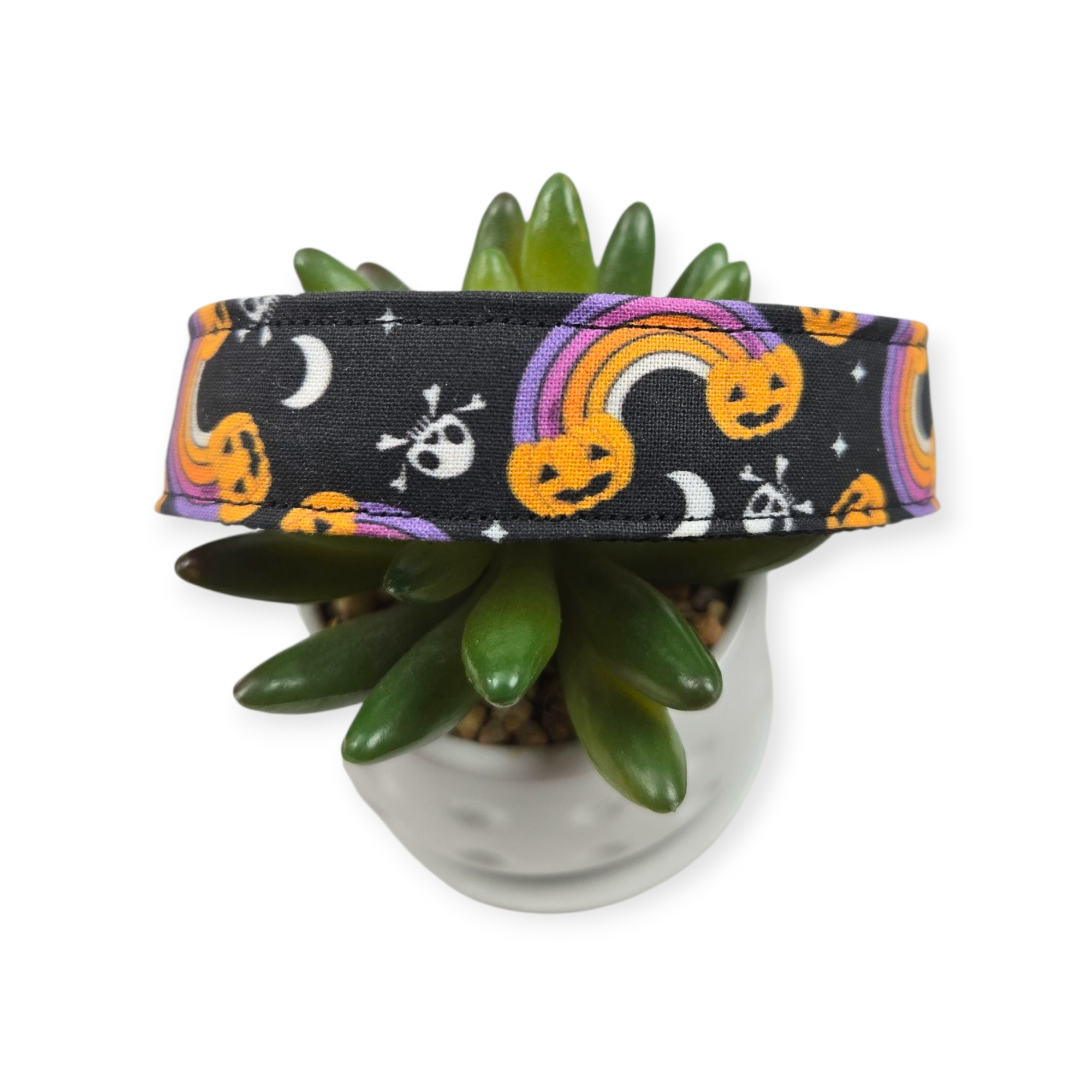 Pumpkin Rainbows Dog Collar (Large)