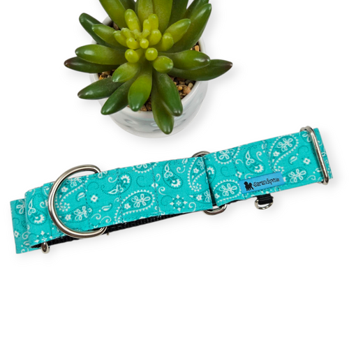 Aqua Paisley Martingale Dog Collar (Large, 1.5" wide)