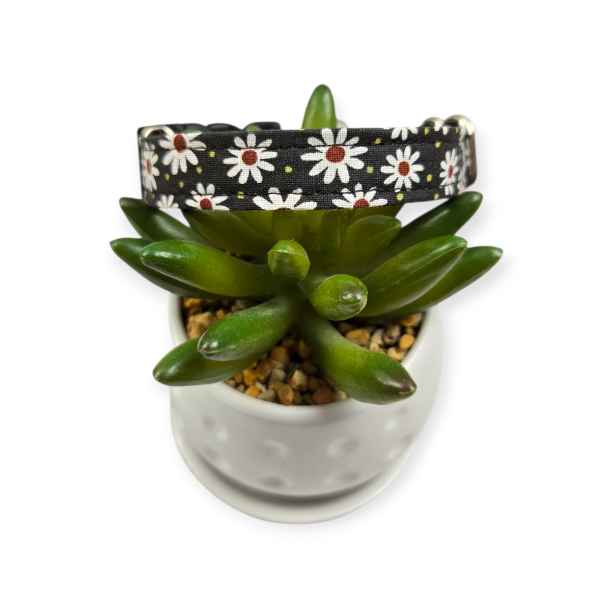 Daisies on Charcoal Dog collar (Small)