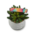 Retro Rainbow Swirls Kitty Collar (XX-Small)