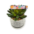 May Flowers Kitty Collar (XX-Small)