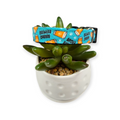 Brewery Buddy Dog collar (Small)