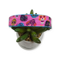 Hola Frieda on Pink Dog Collar (Large)