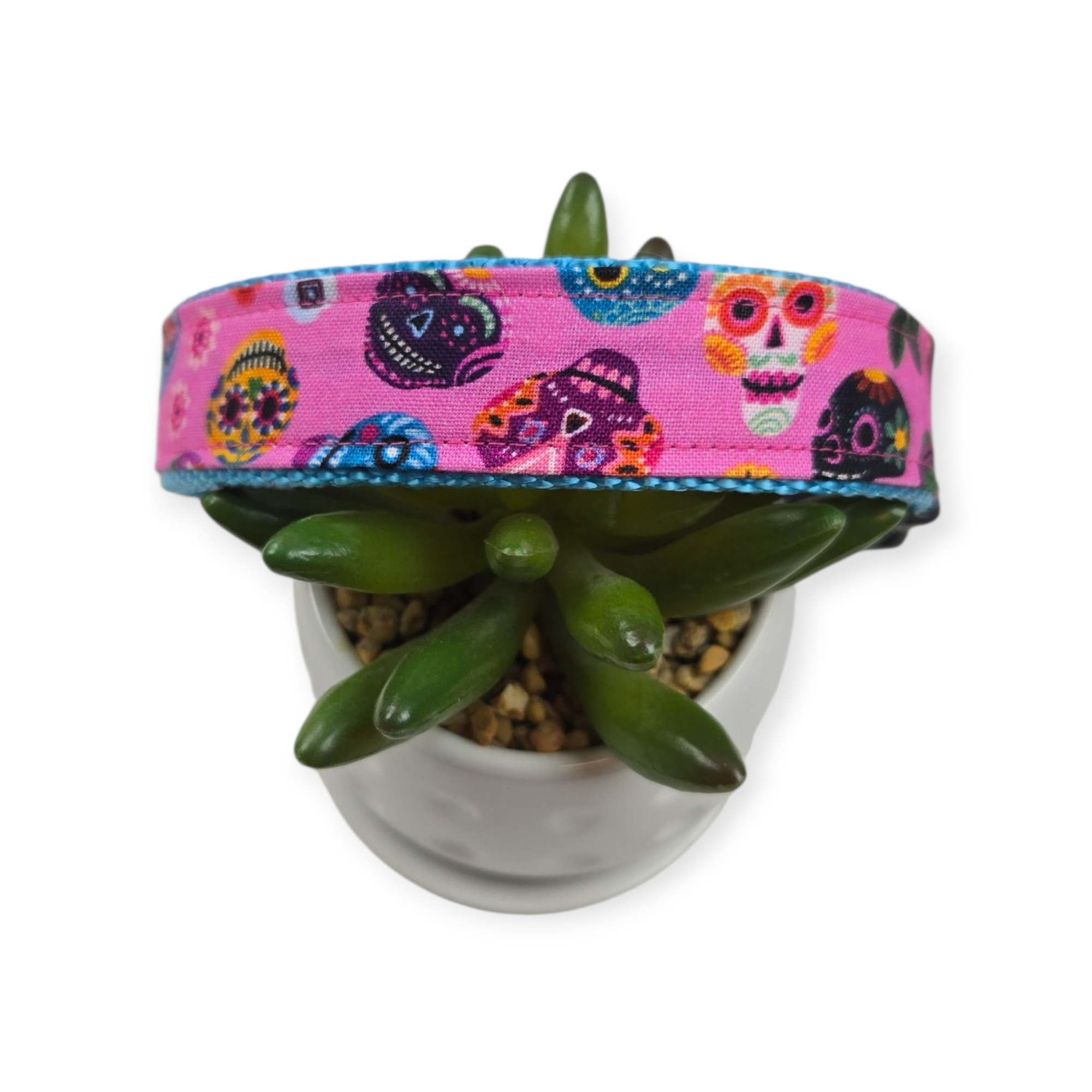 Hola Frieda on Pink Dog Collar (Large)