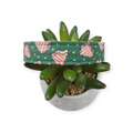 Christmas Tree Cakes Dog collar (Small, 3/4" wide)